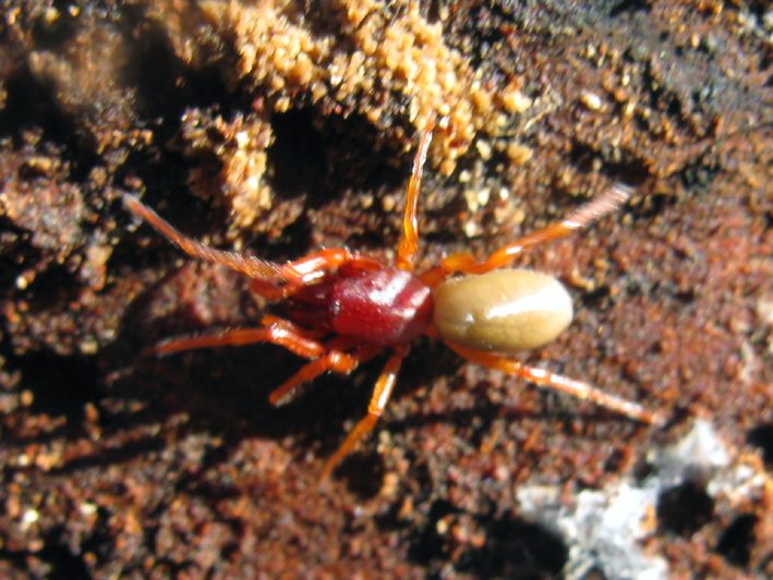 Dysdera sp.